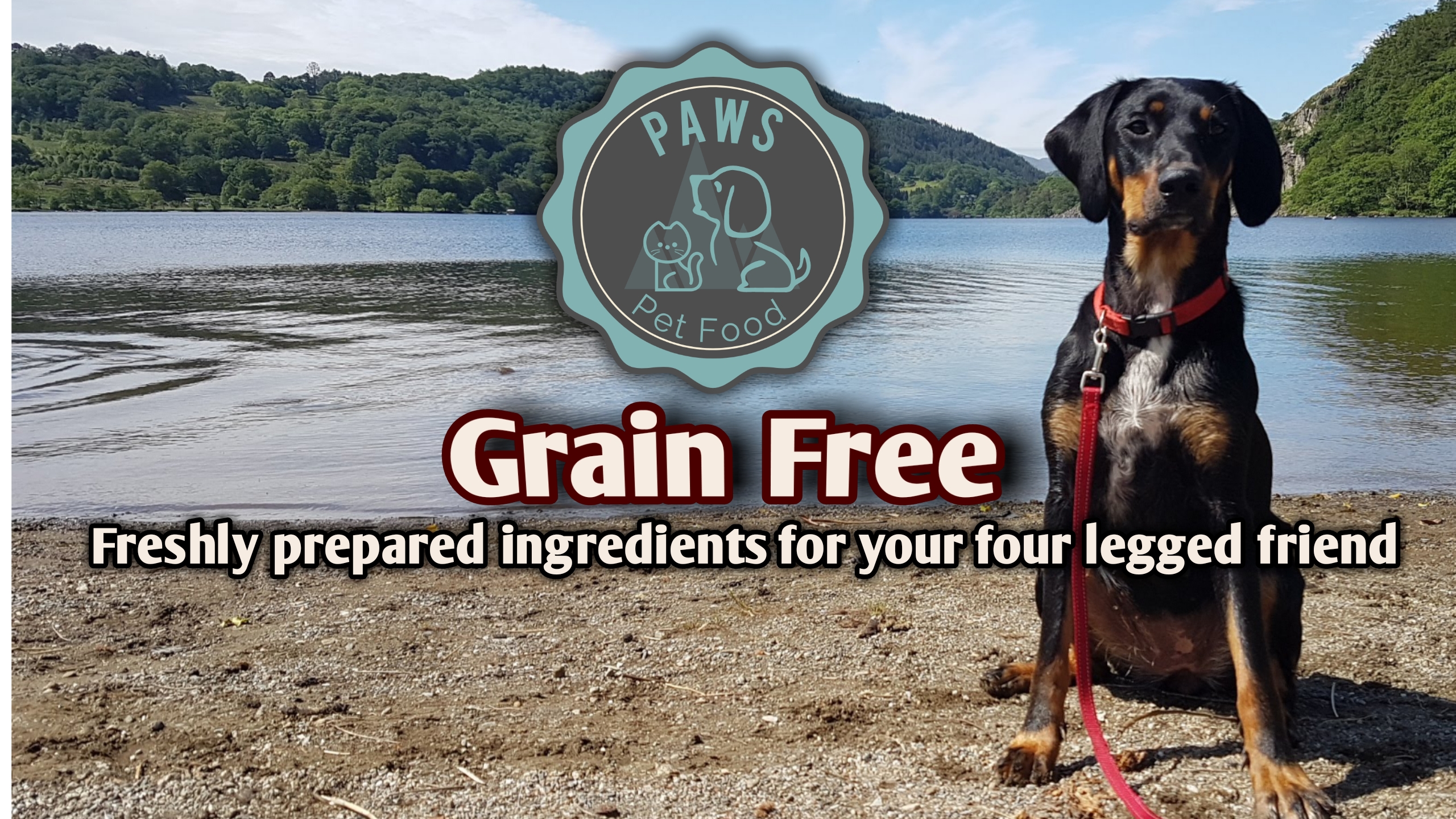 missy loves her freshly prepared grain free dog food from paws pet food north wales