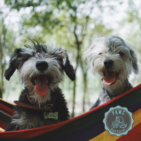 The Grain-Free Chicken & Sweet Potato Puppy Kibble Biscuits not only tantalize your pup's taste buds but also provide a wholesome and nutritious foundation for a lifetime of tail wags, playful antics, and boundless joy.