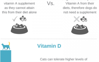 Your Cat vs Dog Nutrition