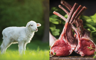 Superfood 65® British Grass Fed Lamb with Mint, Pomegranate, Mulberry, Broccoli & Fennel recipe contains 65% total lamb of which 35% is Freshly Prepared British Grass Fed Lamb.