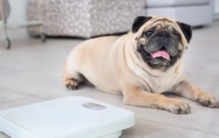 Obesity is defined as excessive fat accumulation that presents a health risk and pet obesity is now officially recognised as a disease by many pet health organisations.