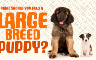 Large Breed Puppies – What should you feed them?