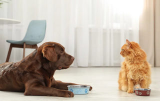 Nutrition for Senior Cats and Dogs