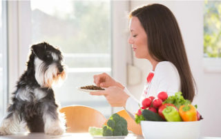 Superfoods for dogs in the spotlight