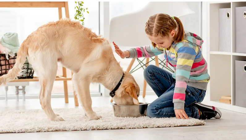 What dog food should I feed my dog? - Paws Pet Food Free Delivery