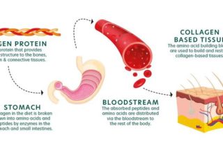 Collagen in Pet Food