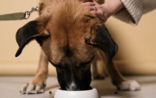 Paws for Thought: The Case for Sustainable Protein Dog Food