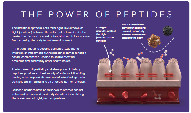 Peptide+ Adult Dog Food Gastrointestinal Digestive Care with Turkey - Image 6