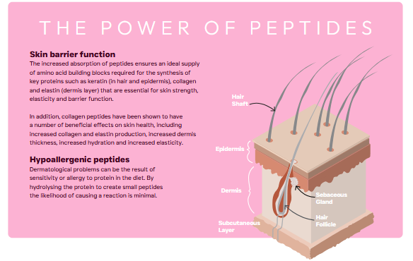 Peptide+ Adult Dog Food Skin and Coat Care with Salmon - Image 4